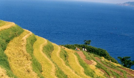 照片画廊|京都宫津美居温泉度假酒店