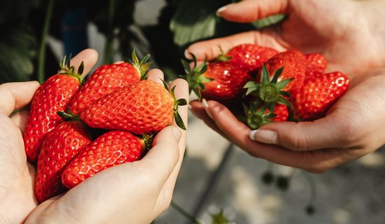 摘草莓|京都宫津美居温泉度假酒店