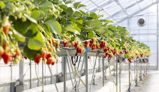 Royal Strawberry Park, a strawberry farm on the premises