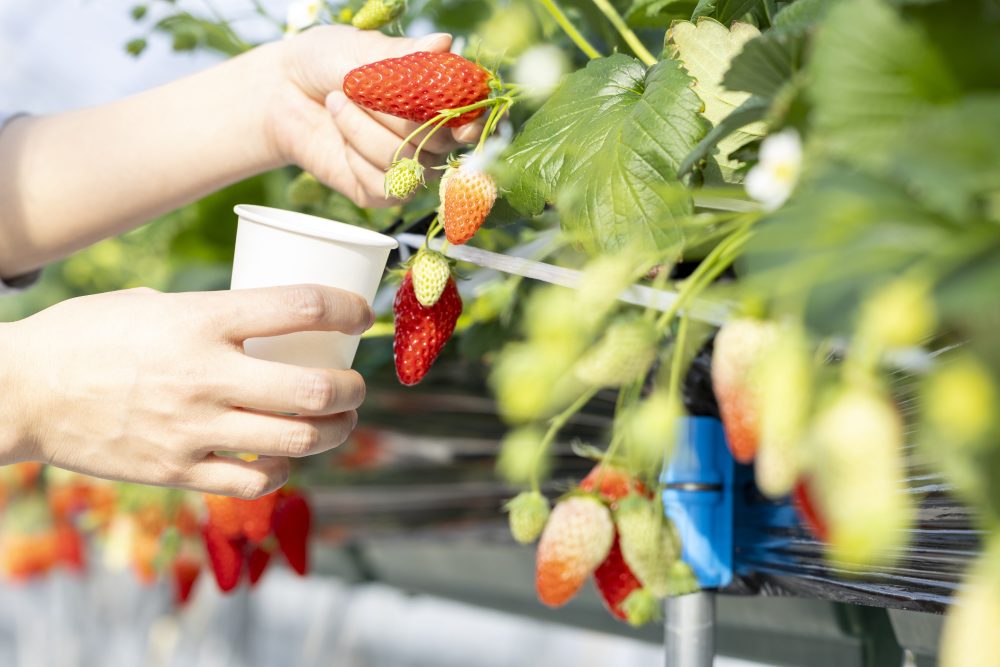 Strawberry picking