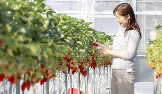 Image of Strawberry Picking