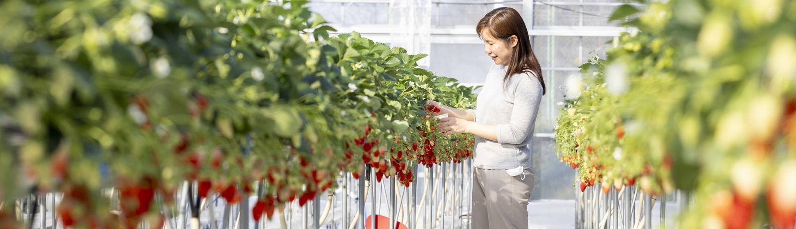 Image of Strawberry Picking