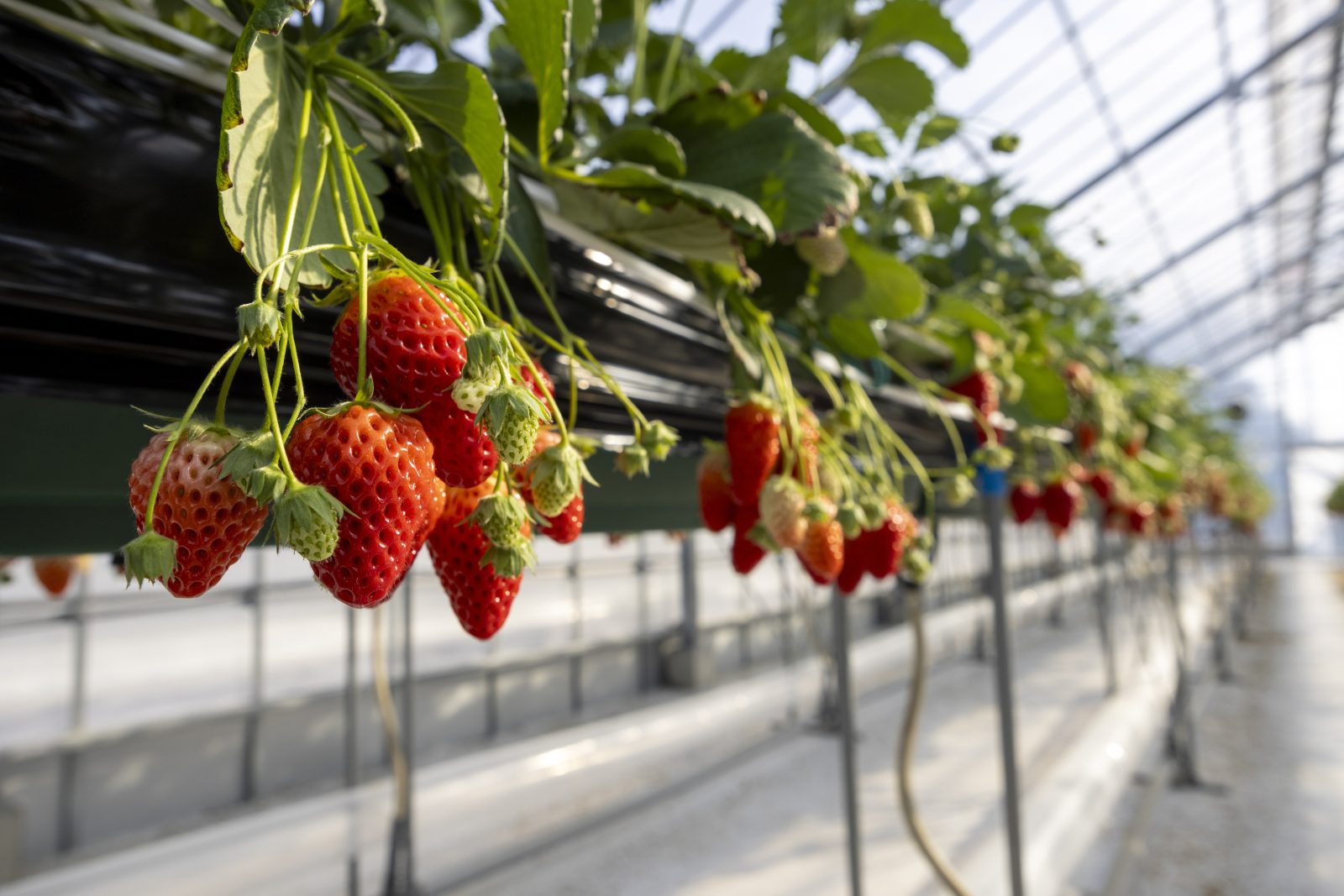 "Royal Strawberry Park" Enjoy strawberry picking experience at your own farm attached to the hotel