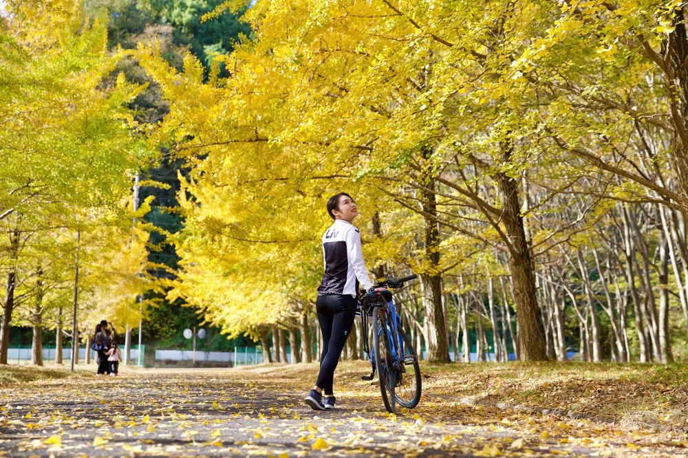 A row of ginkgo trees in Suzu