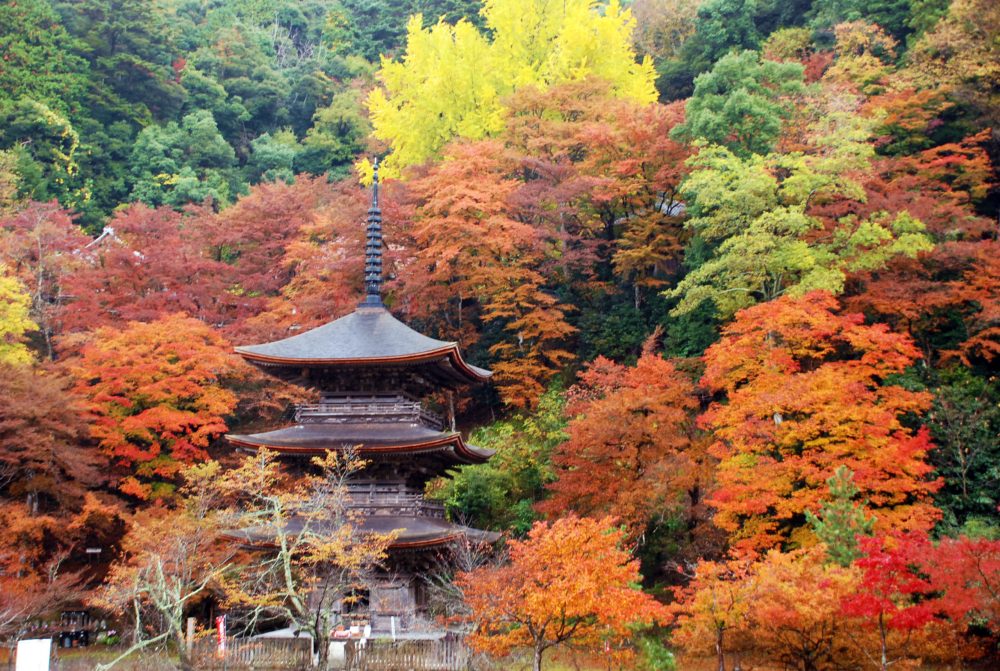 "Konoin" in Maizuru City