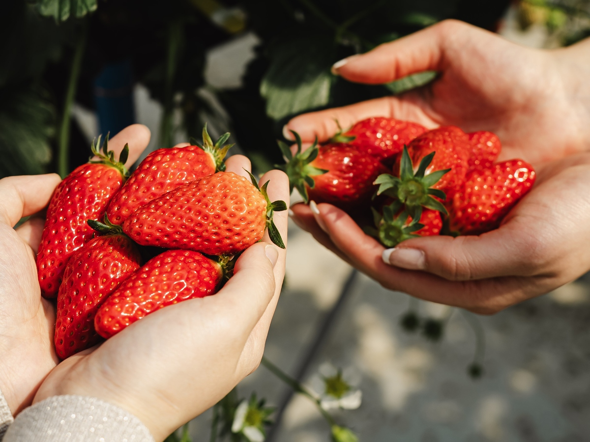 Image of Strawberry Picking