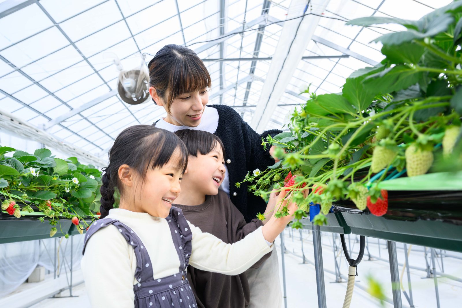 Image of Strawberry Picking