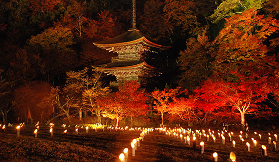 Autumn leaves information around the hotel