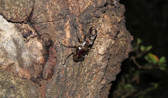 Summer Vacation Insect Observation Event