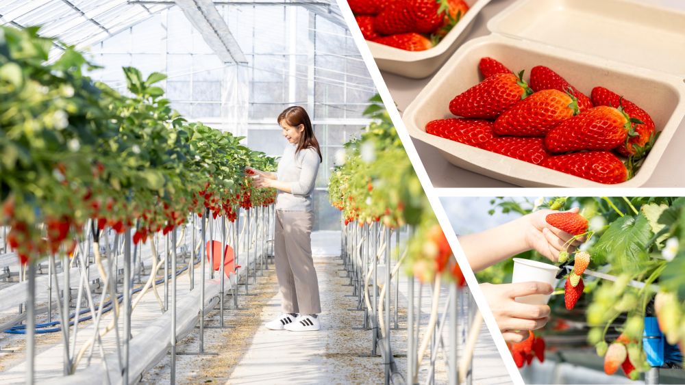 いちご狩り付きのおすすめ宿泊プランをご紹介