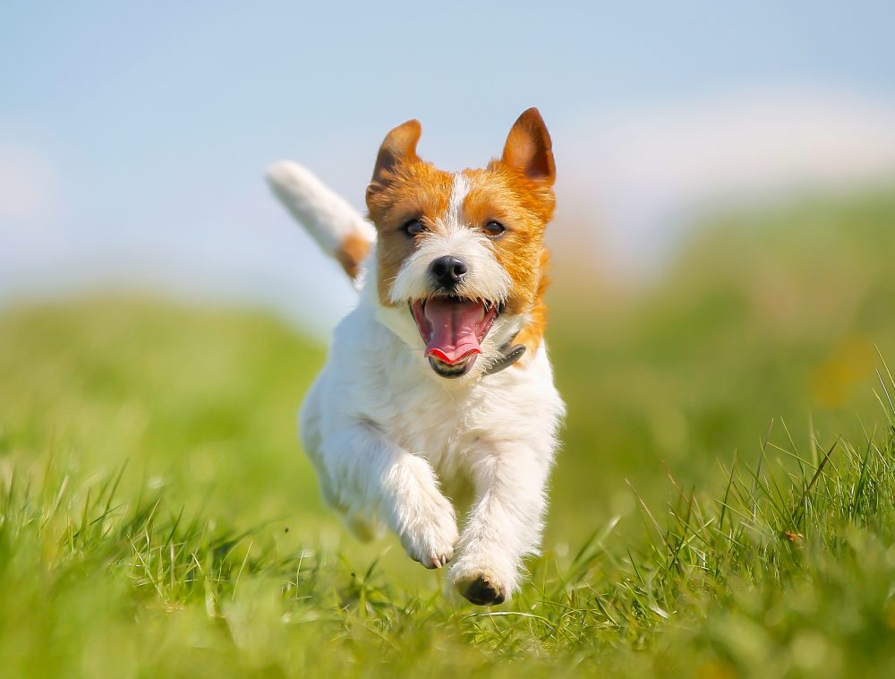 【6月1日販売開始】愛犬と大切な思い出をつくる旅　ドッグフレンドリールーム