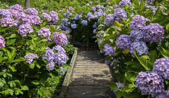舞鶴自然文化園